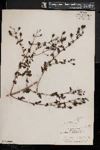 Aureolaria pedicularia var. intercedens image