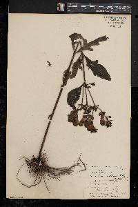 Aureolaria virginica image