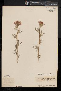 Castilleja coccinea image