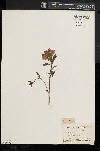 Castilleja coccinea image