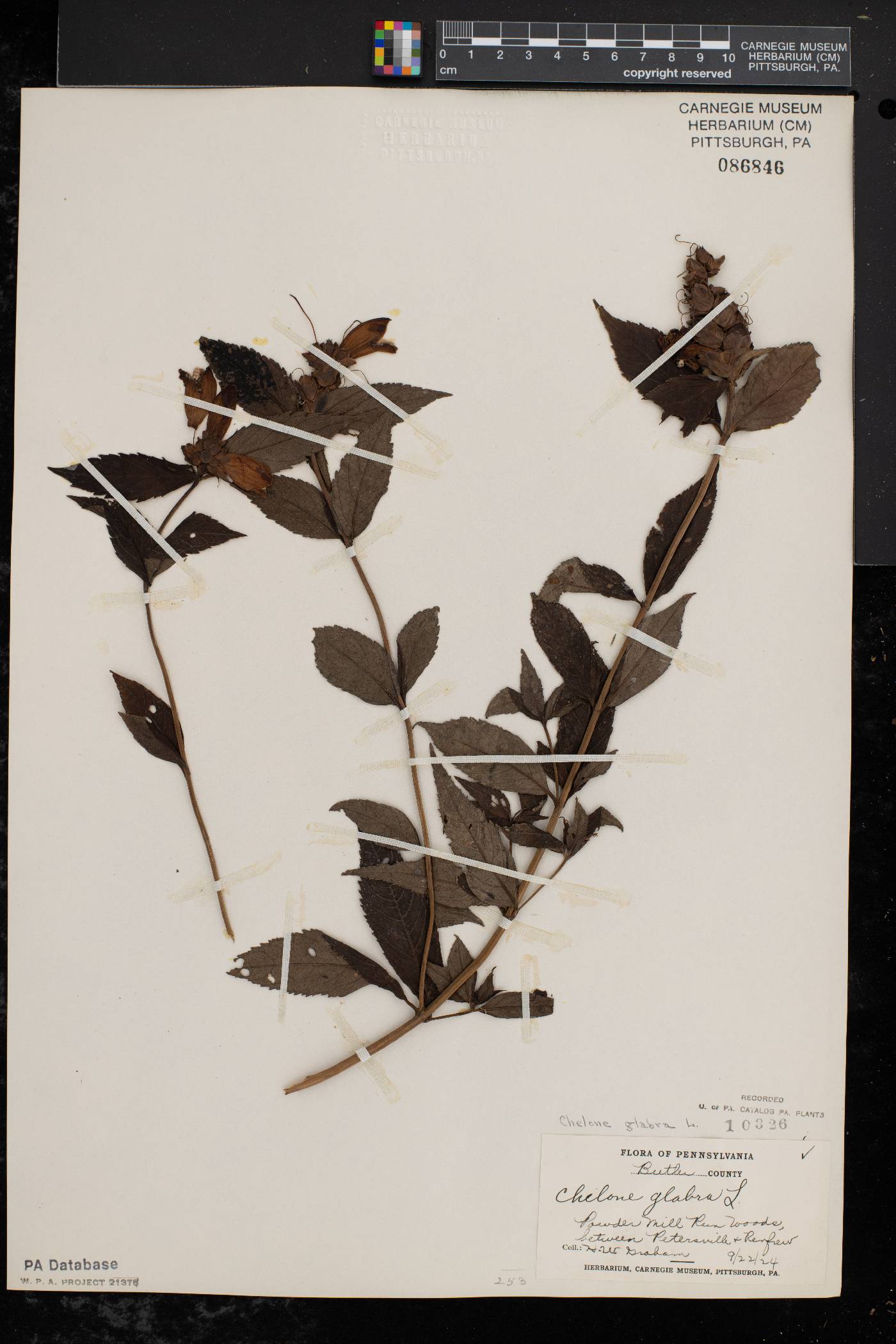 Chelone glabra var. glabra image