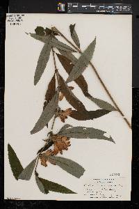 Chelone glabra var. elatior image