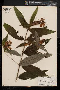 Chelone glabra var. elatior image