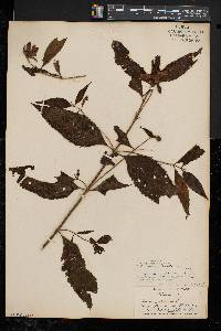 Chelone glabra var. elatior image