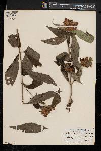 Chelone glabra var. elatior image