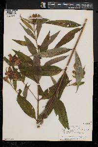 Chelone glabra var. elatior image