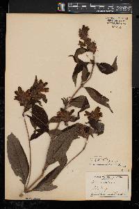 Chelone glabra var. elatior image