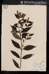 Chelone glabra var. elatior image