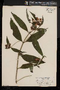 Chelone glabra var. elatior image