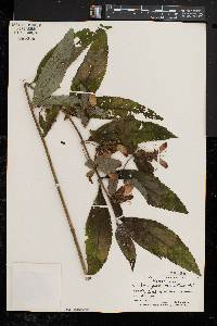 Chelone glabra var. elatior image