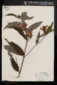 Chelone glabra var. elatior image