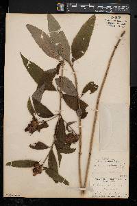 Chelone glabra var. elatior image