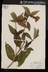 Chelone glabra var. elatior image