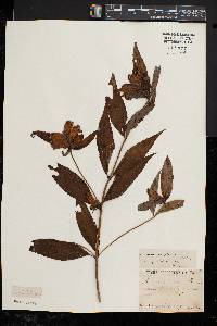 Chelone glabra var. elatior image