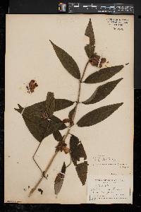 Chelone glabra var. elatior image