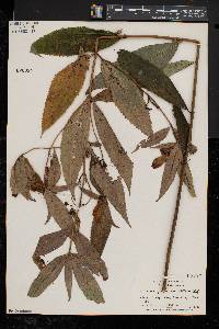 Chelone glabra var. elatior image