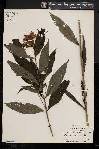 Chelone glabra var. elatior image