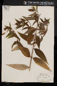 Chelone glabra var. elatior image