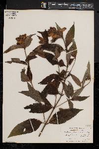 Chelone glabra var. elatior image