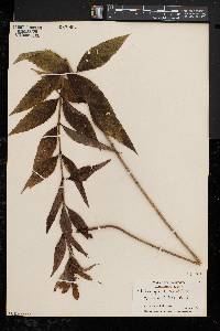 Chelone glabra var. elatior image