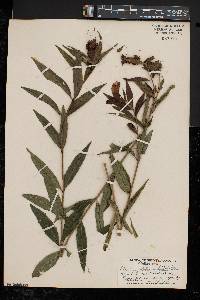 Chelone glabra var. linifolia image