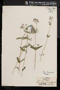 Collinsia verna image