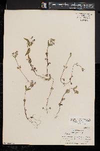 Collinsia verna image