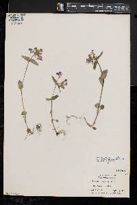 Collinsia verna image