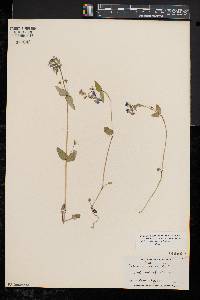 Collinsia verna image