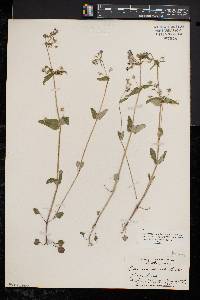 Collinsia verna image