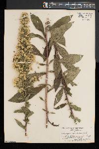 Solidago squarrosa image