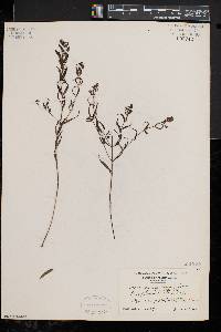 Melampyrum lineare image