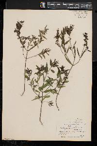 Melampyrum lineare image