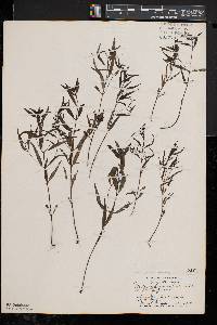 Melampyrum lineare image