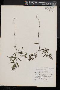 Melampyrum lineare image