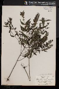 Melampyrum lineare var. americanum image