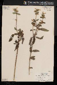 Pedicularis lanceolata image