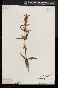 Pedicularis lanceolata image