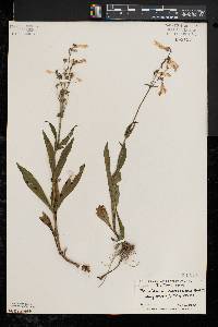 Penstemon canescens image