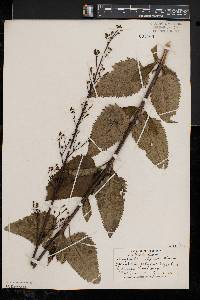 Scrophularia lanceolata image