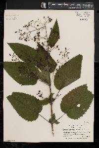 Scrophularia marilandica image