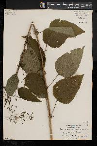 Scrophularia marilandica image