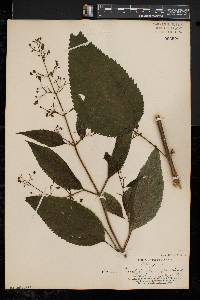 Scrophularia marilandica image