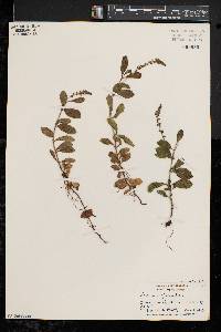 Veronica officinalis image