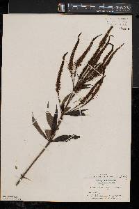 Veronicastrum virginicum image