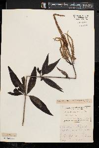 Veronicastrum virginicum image