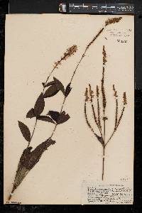 Veronicastrum virginicum image