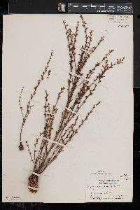 Epifagus virginiana image