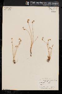 Orobanche uniflora image