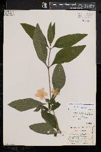 Ruellia strepens image